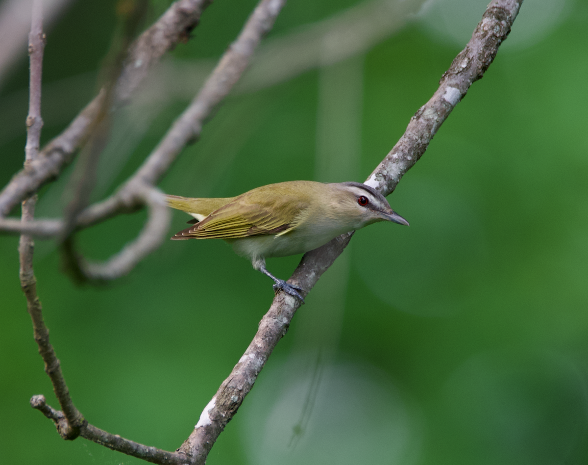 Red-eyed Vireo - Heather Buttonow