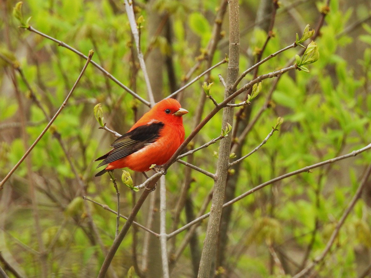 Scarlet Tanager - Cathy Olyphant