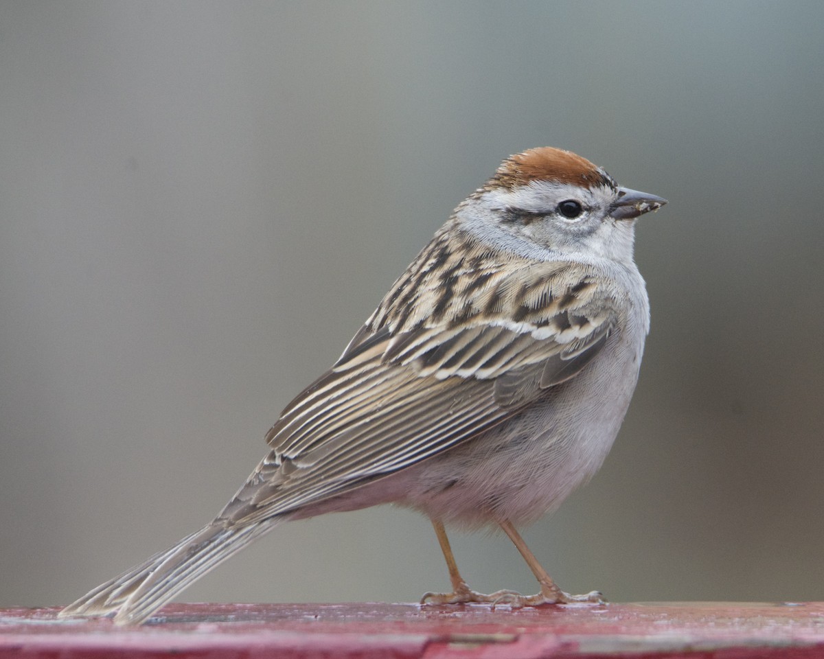 Chipping Sparrow - ML618443497