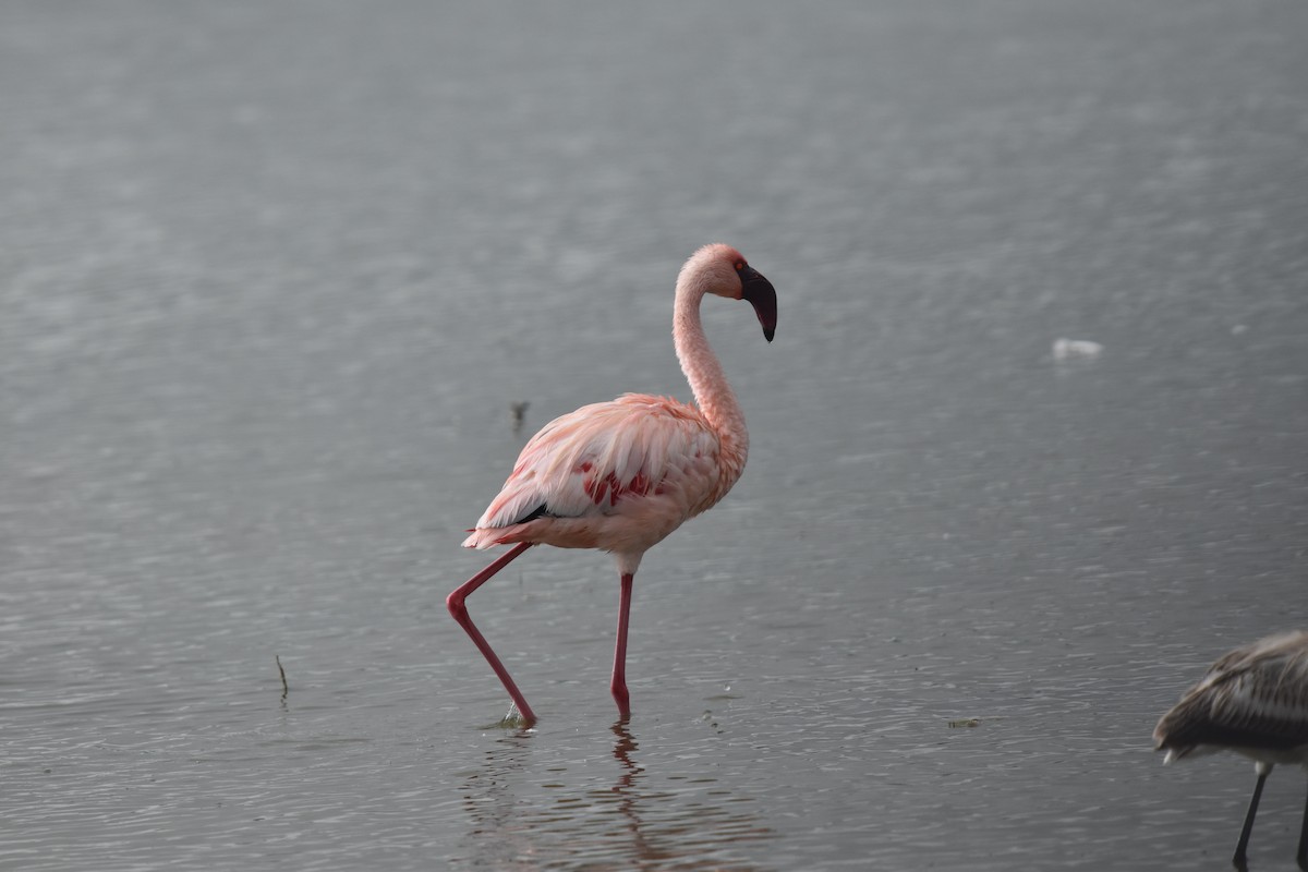 Lesser Flamingo - ML618443499