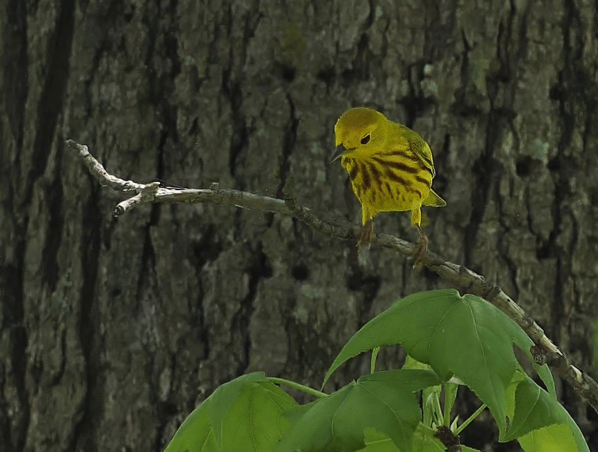 Yellow Warbler - ML618443589