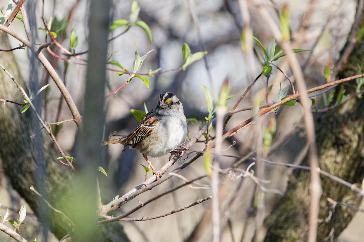 White-throated Sparrow - ML618443610