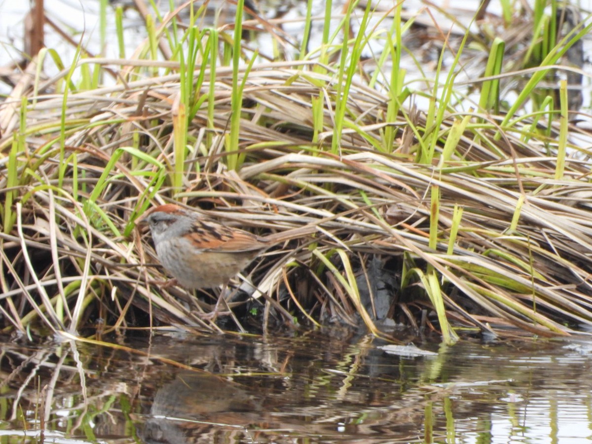 Swamp Sparrow - ML618443633
