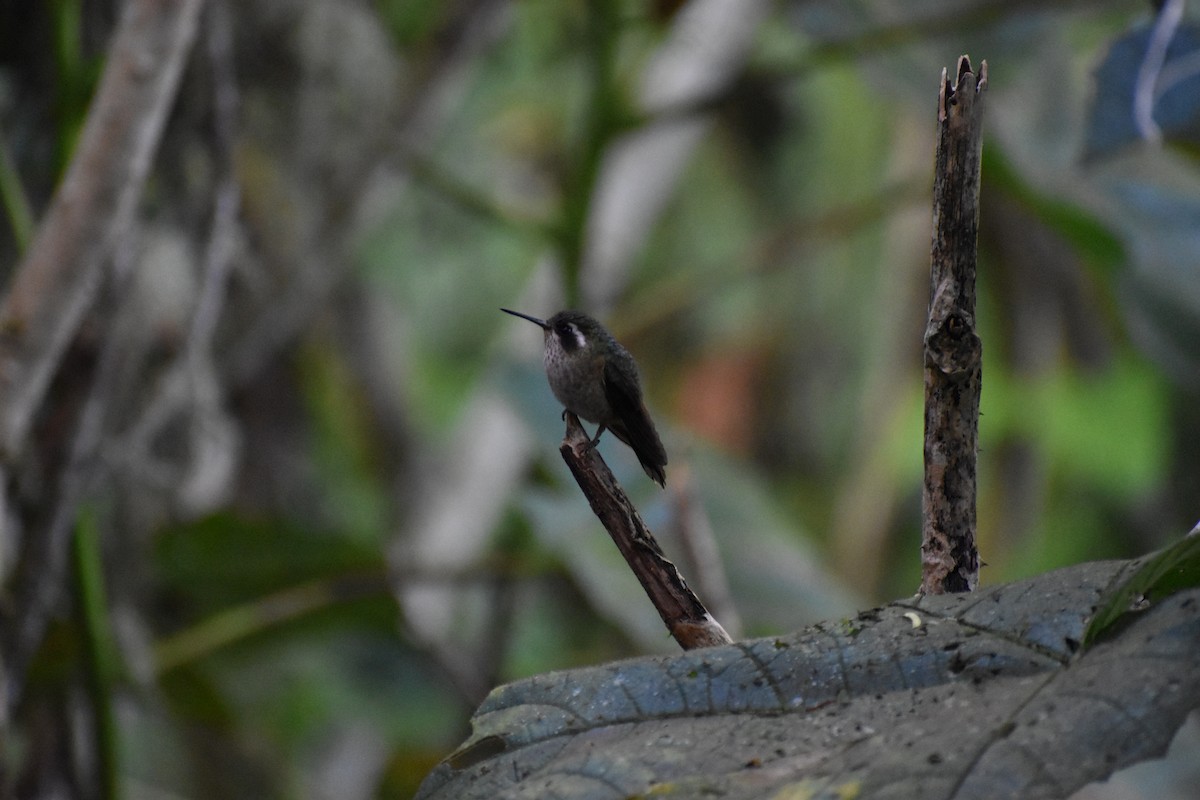 Speckled Hummingbird (melanogenys Group) - ML618443644