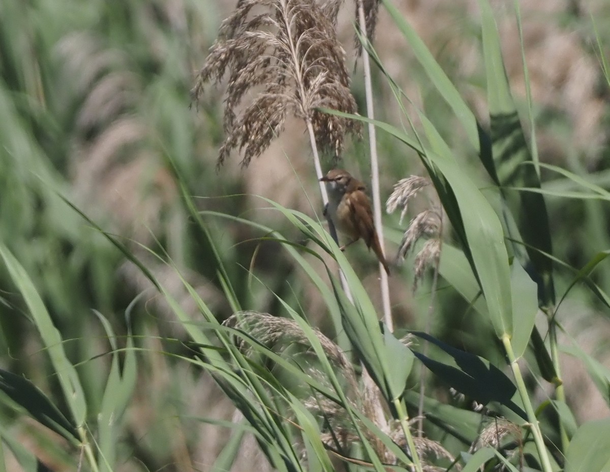 Great Reed Warbler - Stephan Lorenz