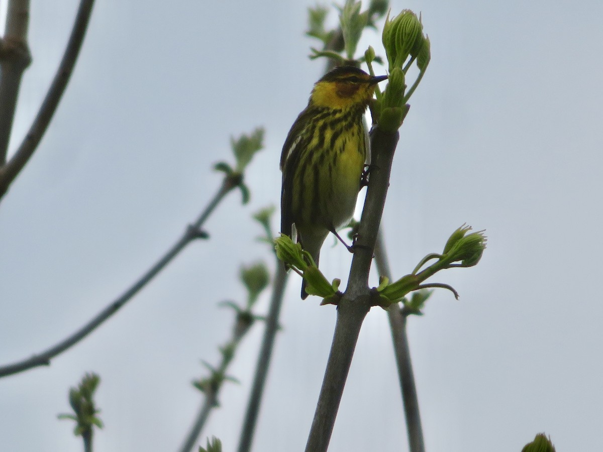 Cape May Warbler - ML618443698