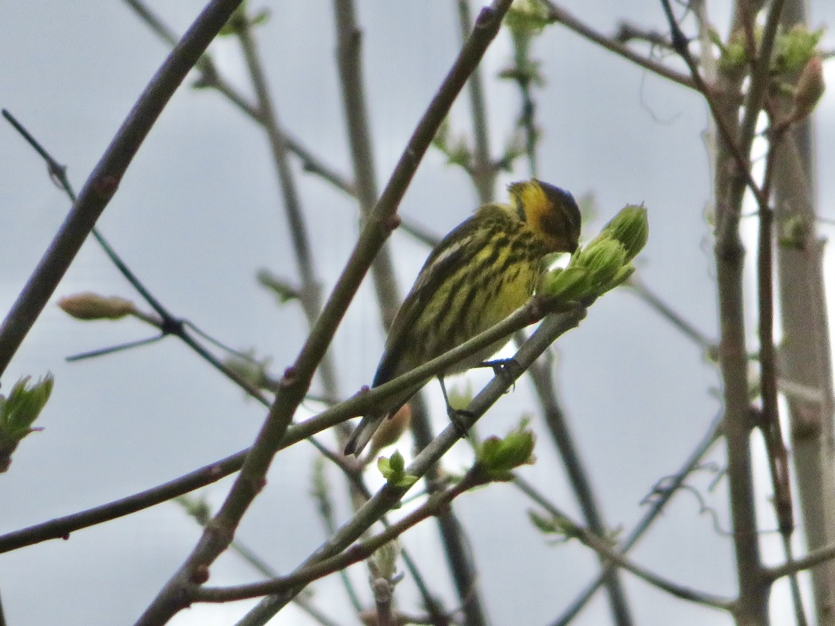 Cape May Warbler - ML618443699