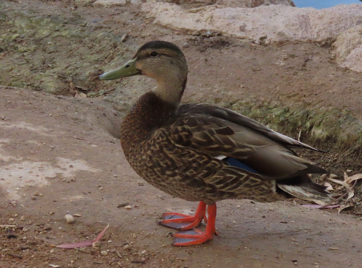 Mallard x Mexican Duck (hybrid) - ML618443743