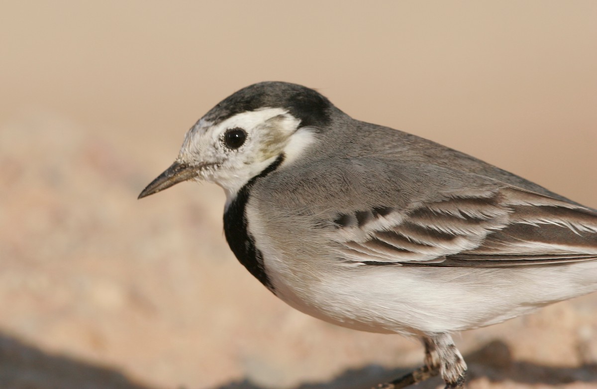 White Wagtail - Andrey Mikhaylov