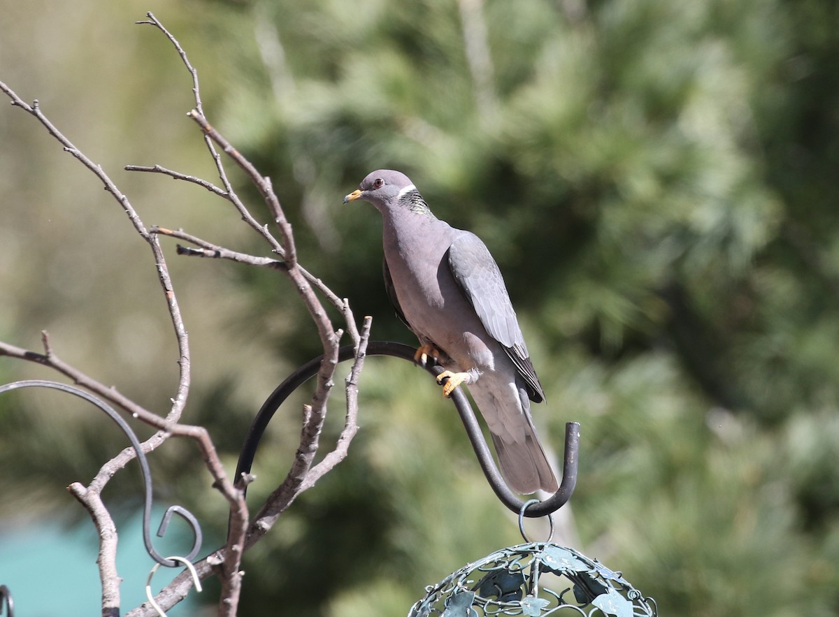 Band-tailed Pigeon - ML618443748