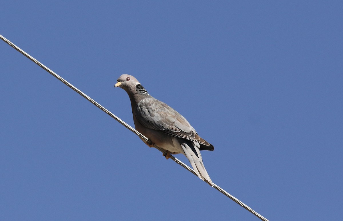 Band-tailed Pigeon - Mary Backus