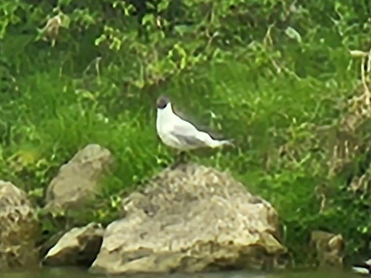 Mouette rieuse - ML618443770