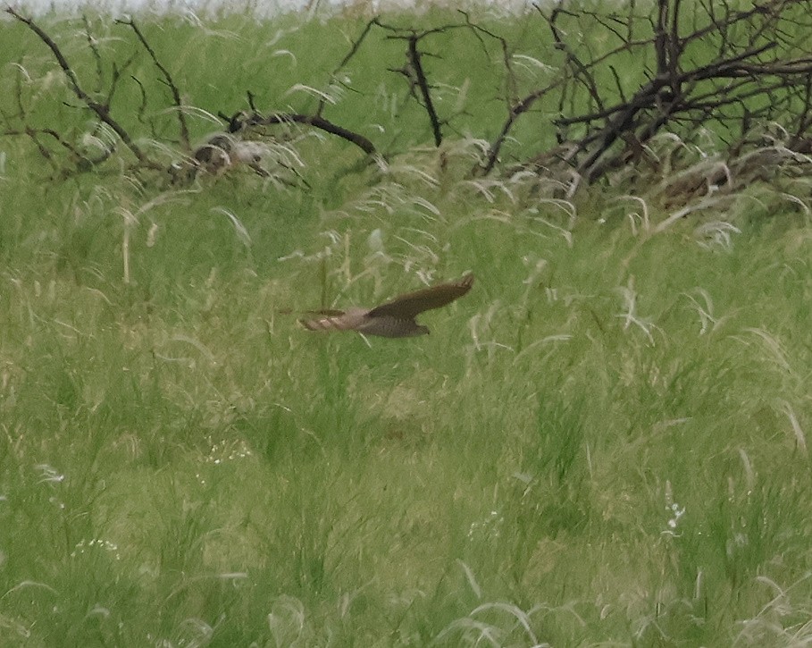Eurasian Sparrowhawk - ML618443778
