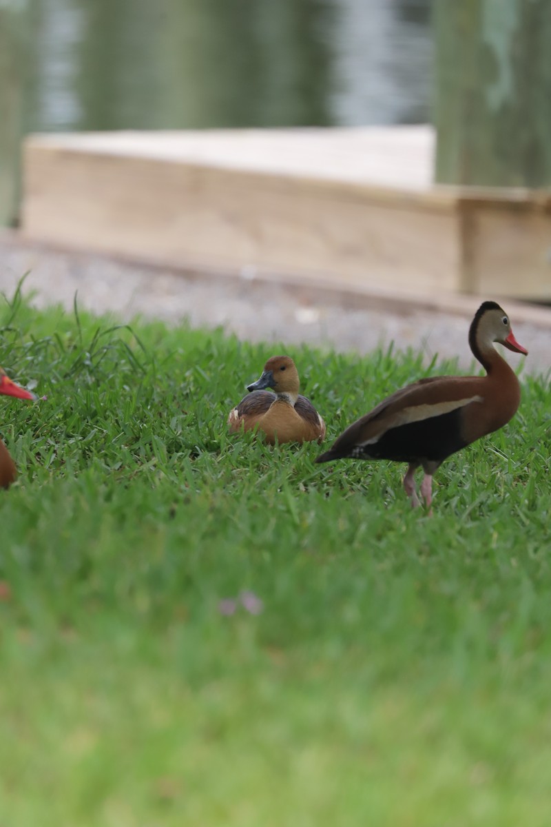 Fulvous Whistling-Duck - ML618443780
