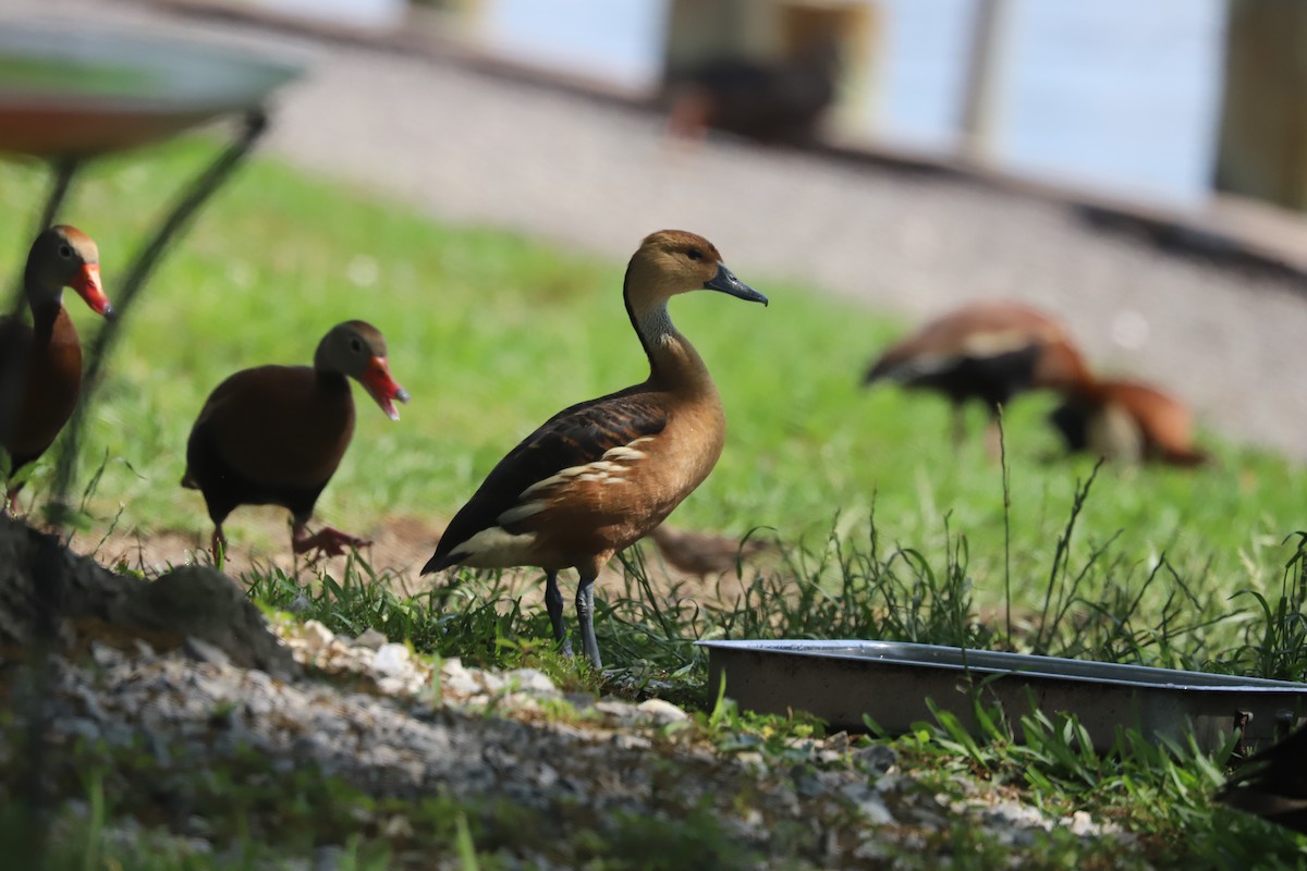 Fulvous Whistling-Duck - ML618443784