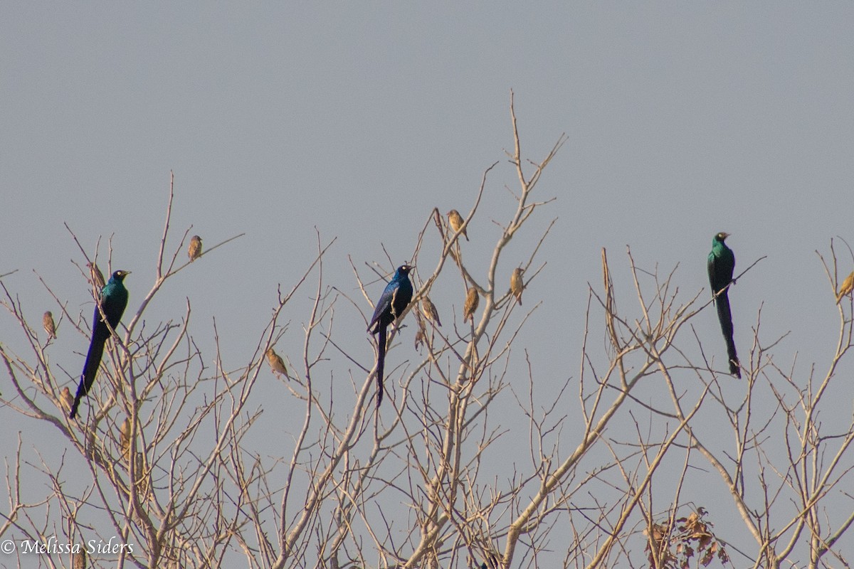 Long-tailed Glossy Starling - ML618443817