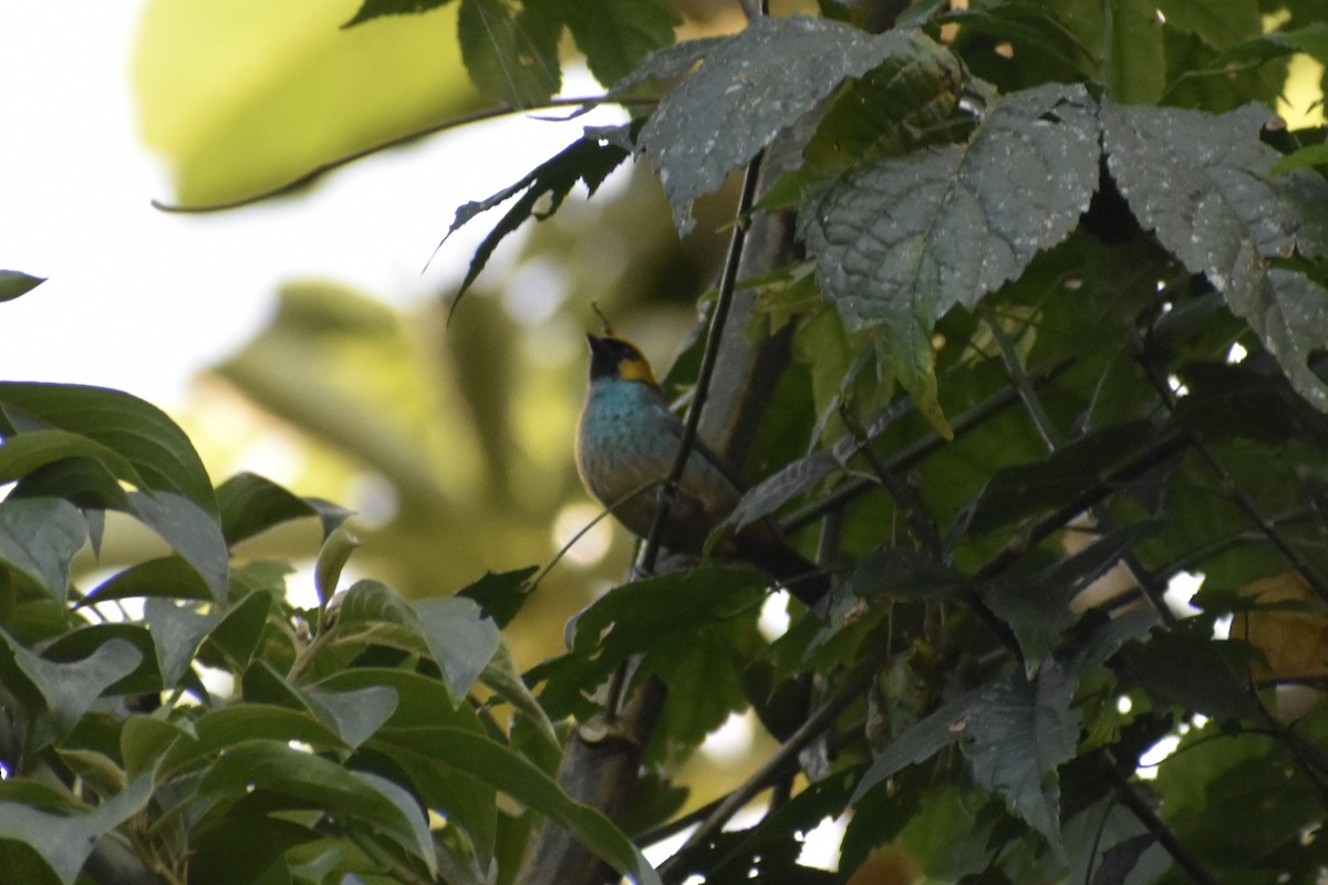 Saffron-crowned Tanager - ML618443828