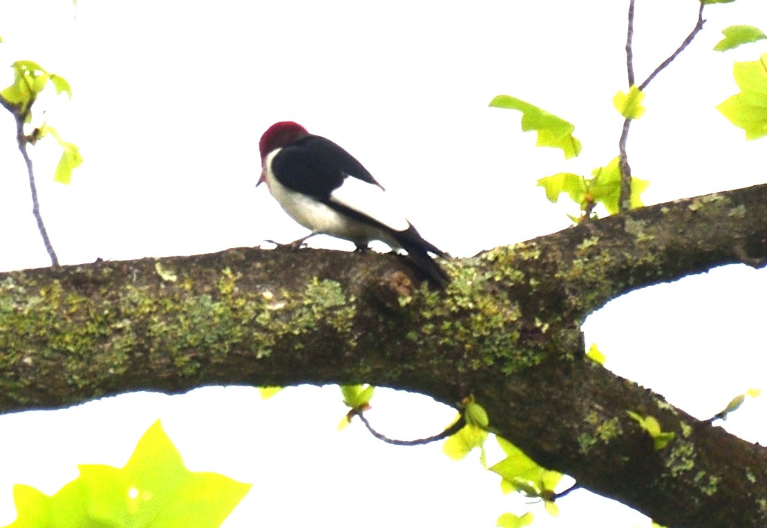 Red-headed Woodpecker - ML618443886