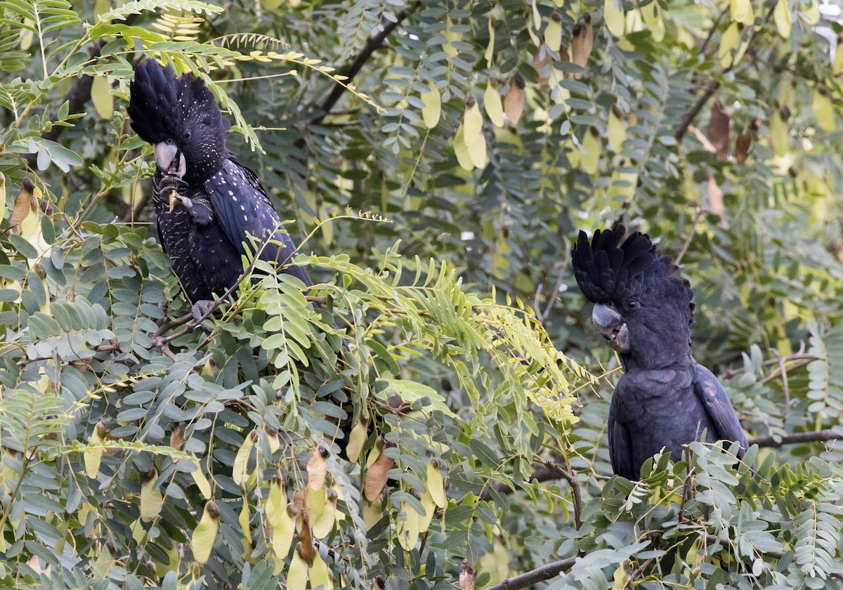 Red-tailed Black-Cockatoo - ML618443908