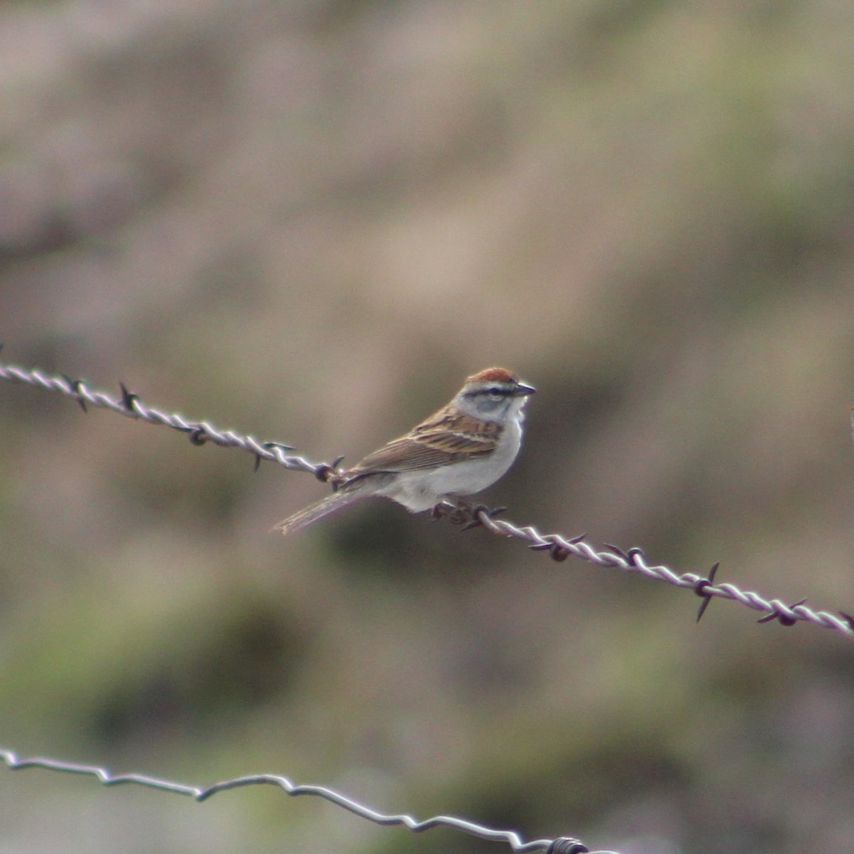 Chipping Sparrow - ML618443922