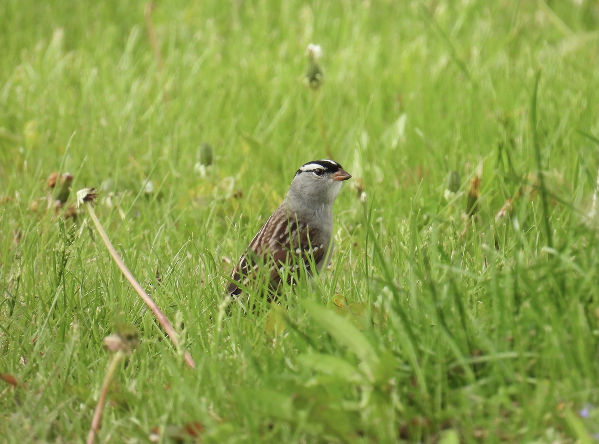 White-crowned Sparrow - ML618443941