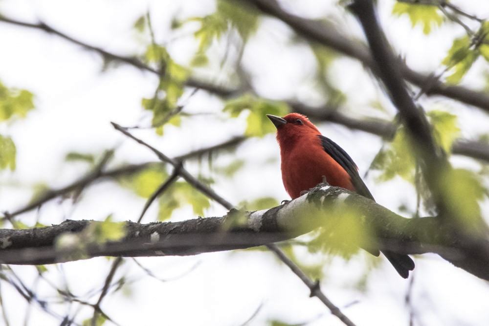 Scarlet Tanager - ML618443963