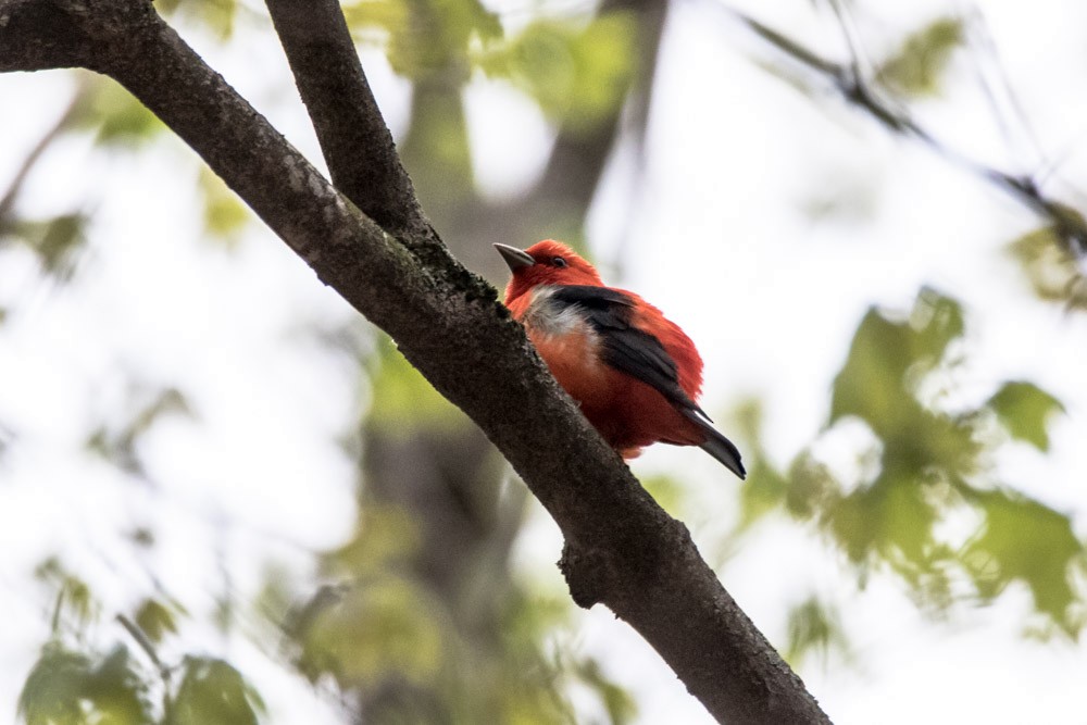 Scarlet Tanager - ML618443971