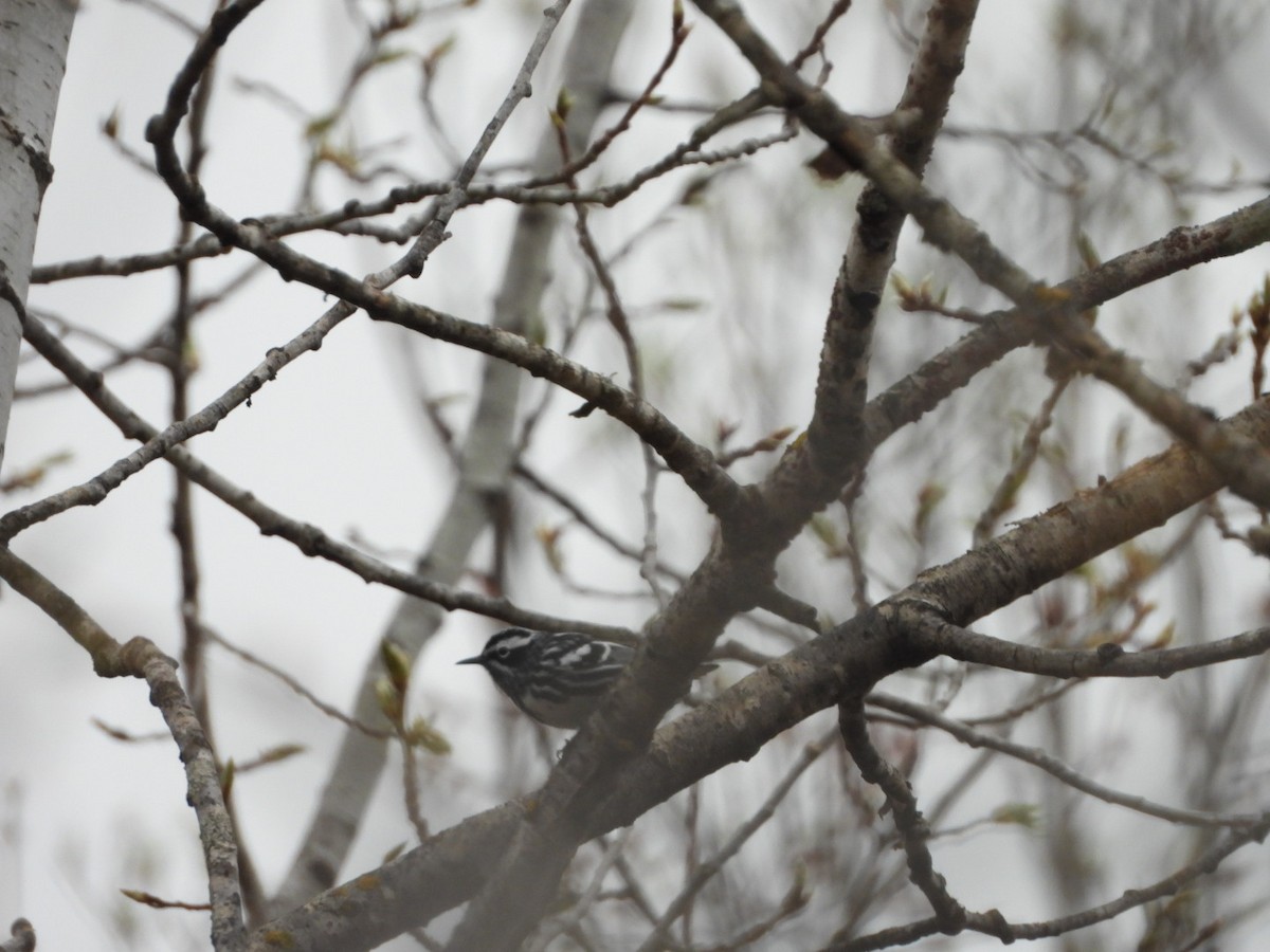 Black-and-white Warbler - ML618443981