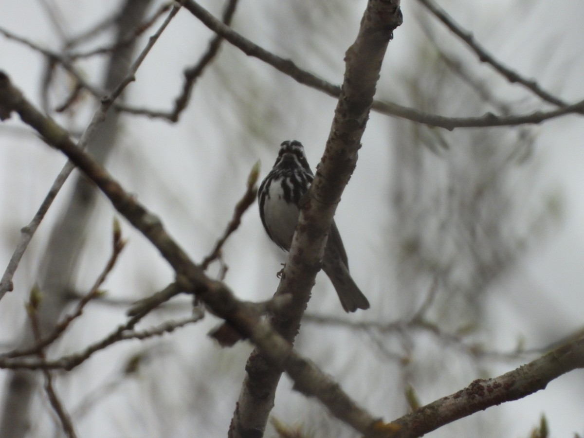 Black-and-white Warbler - ML618443982