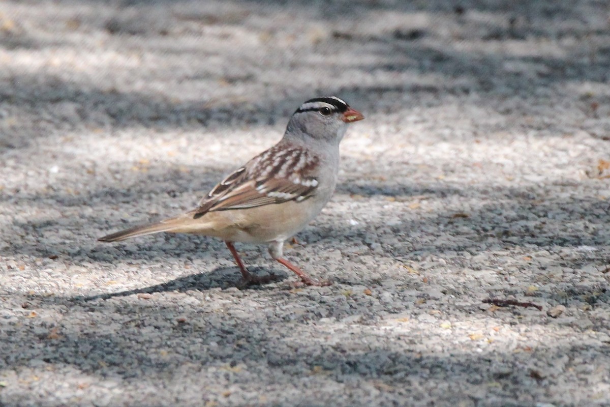 White-crowned Sparrow - ML618443993