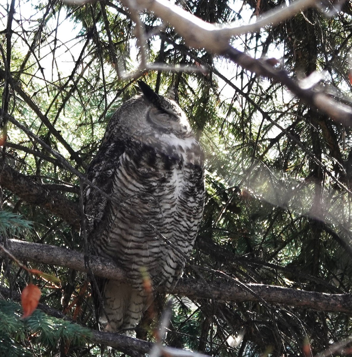 Great Horned Owl - ML618444071
