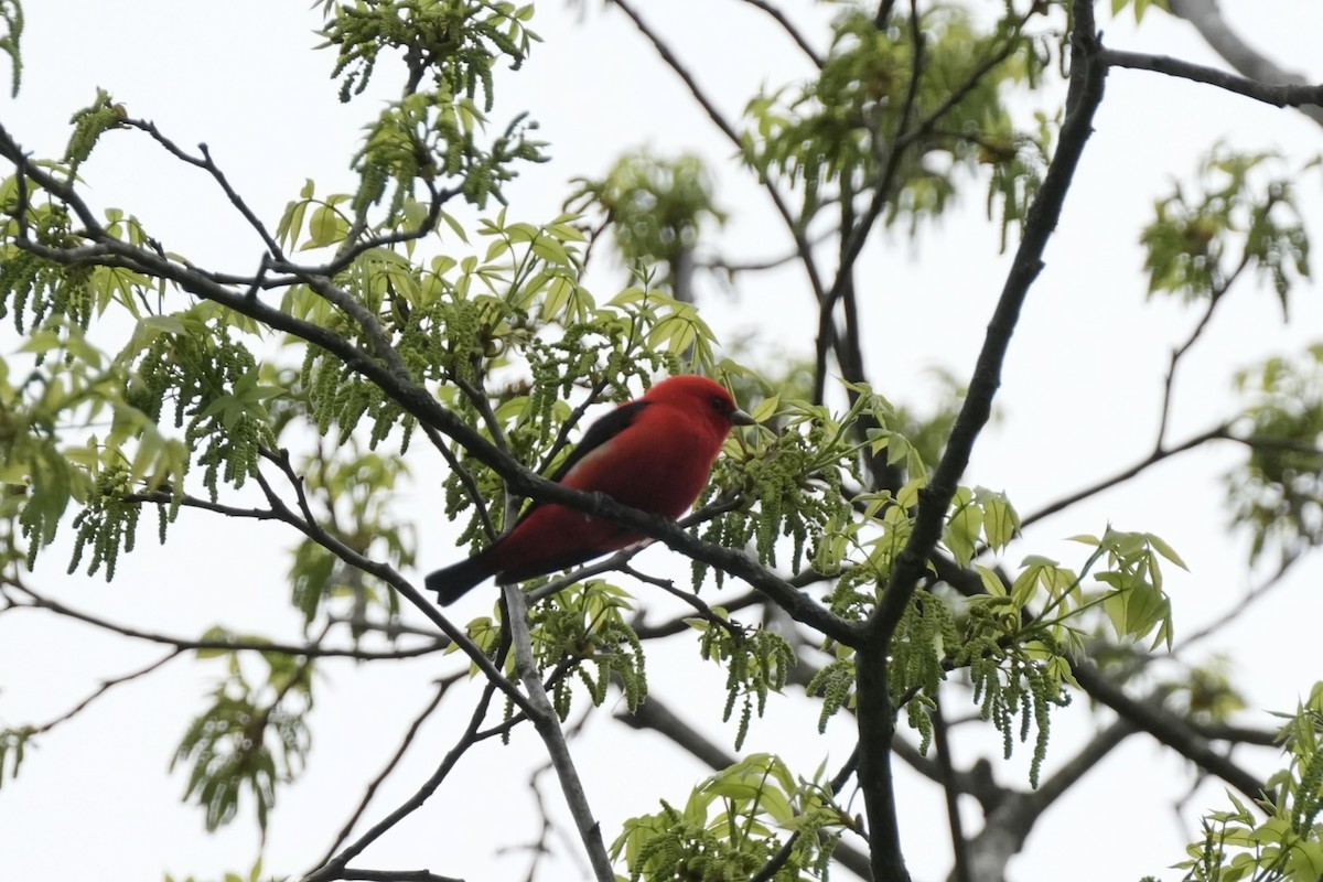 Scarlet Tanager - ML618444073