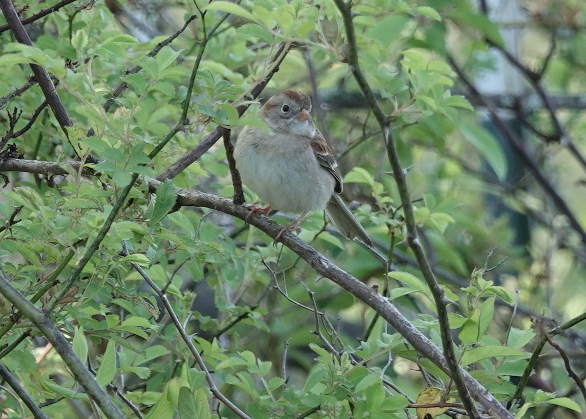 Field Sparrow - ML618444076