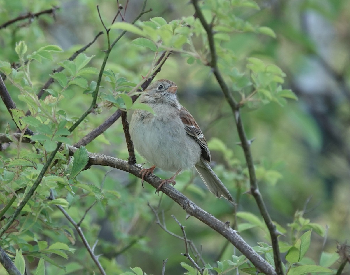 Field Sparrow - ML618444078