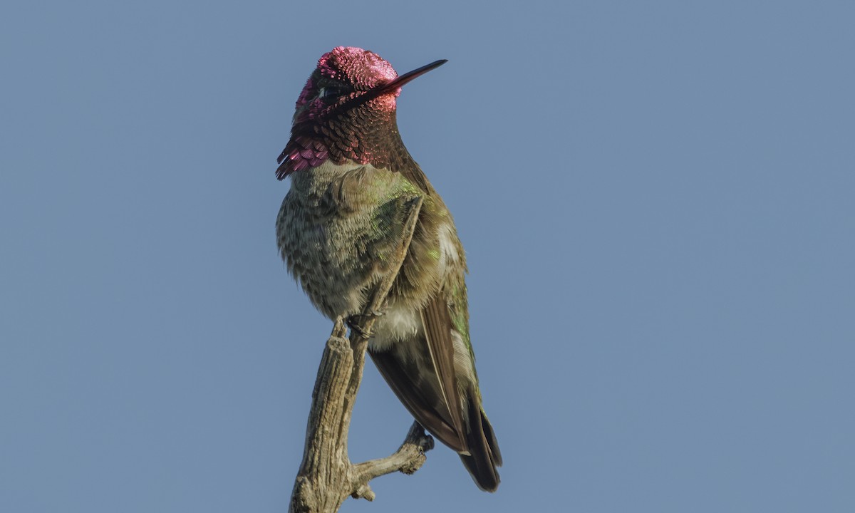 Anna's Hummingbird - ML618444082