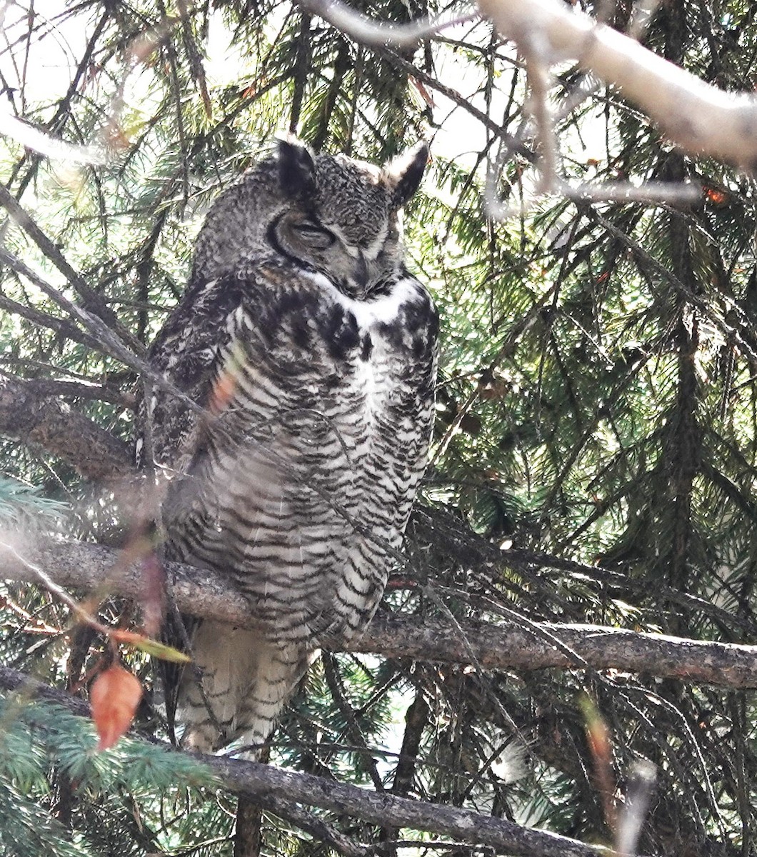 Great Horned Owl - ML618444088