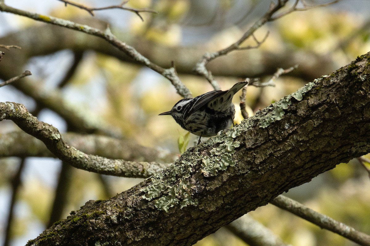 Black-and-white Warbler - ML618444098