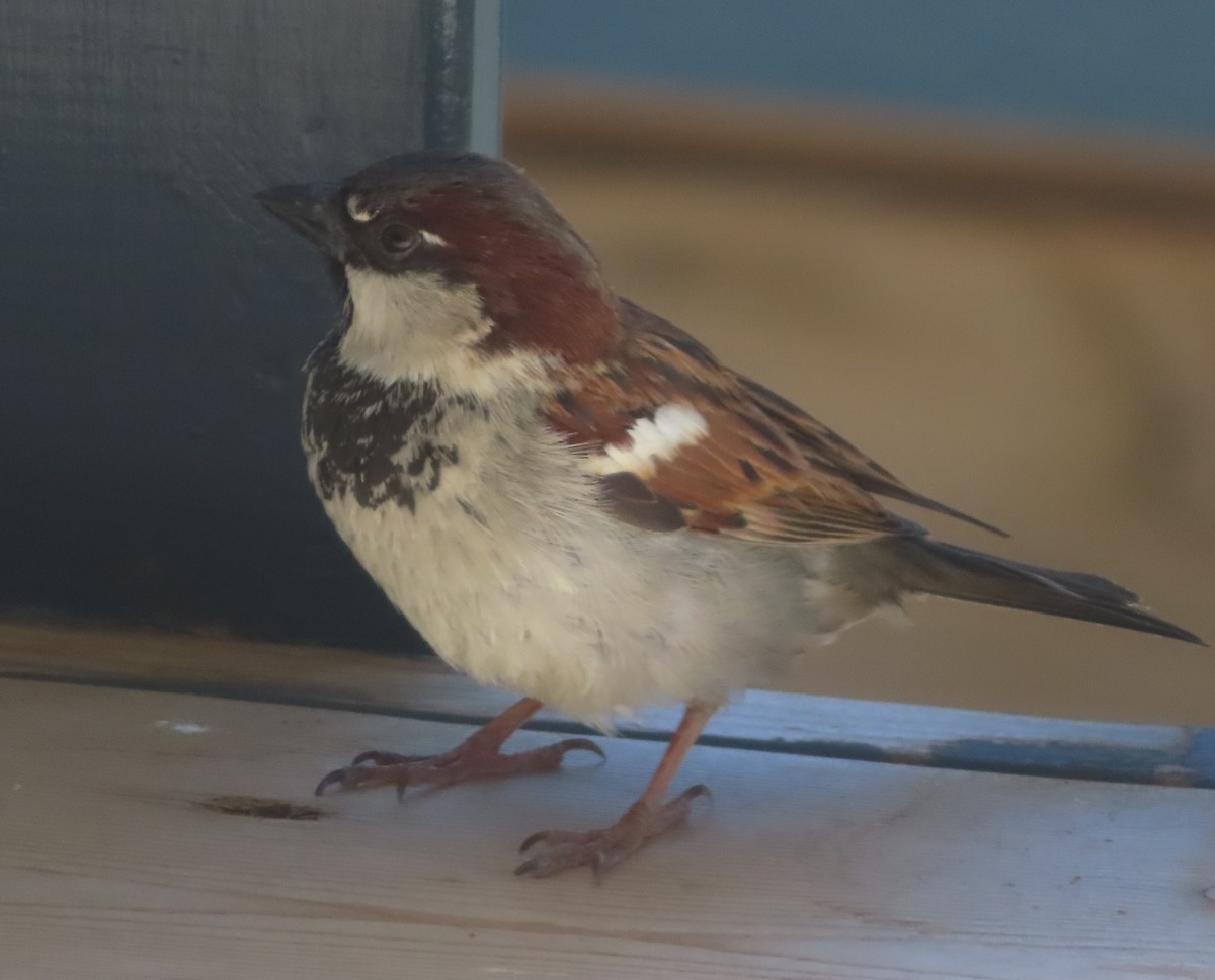 House Sparrow - ML618444107