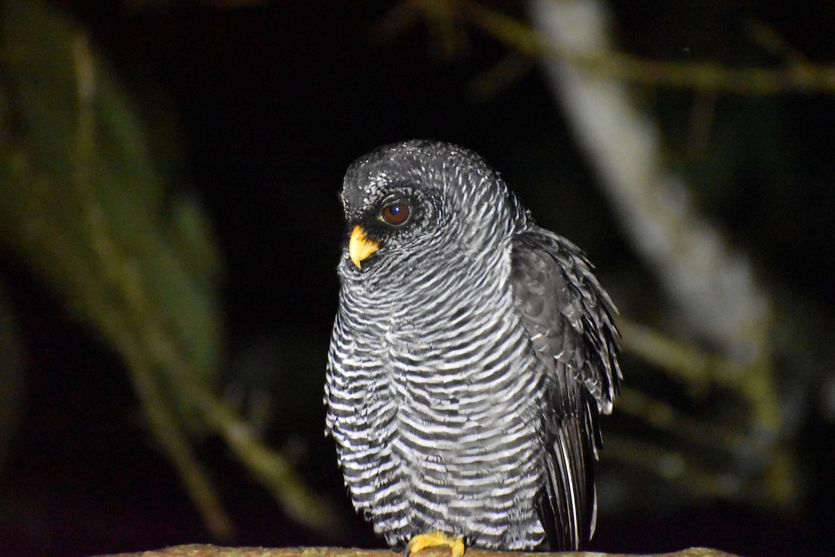 Black-banded Owl (San Isidro) - ML618444117