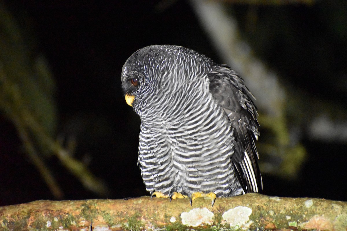 Black-banded Owl (San Isidro) - ML618444118