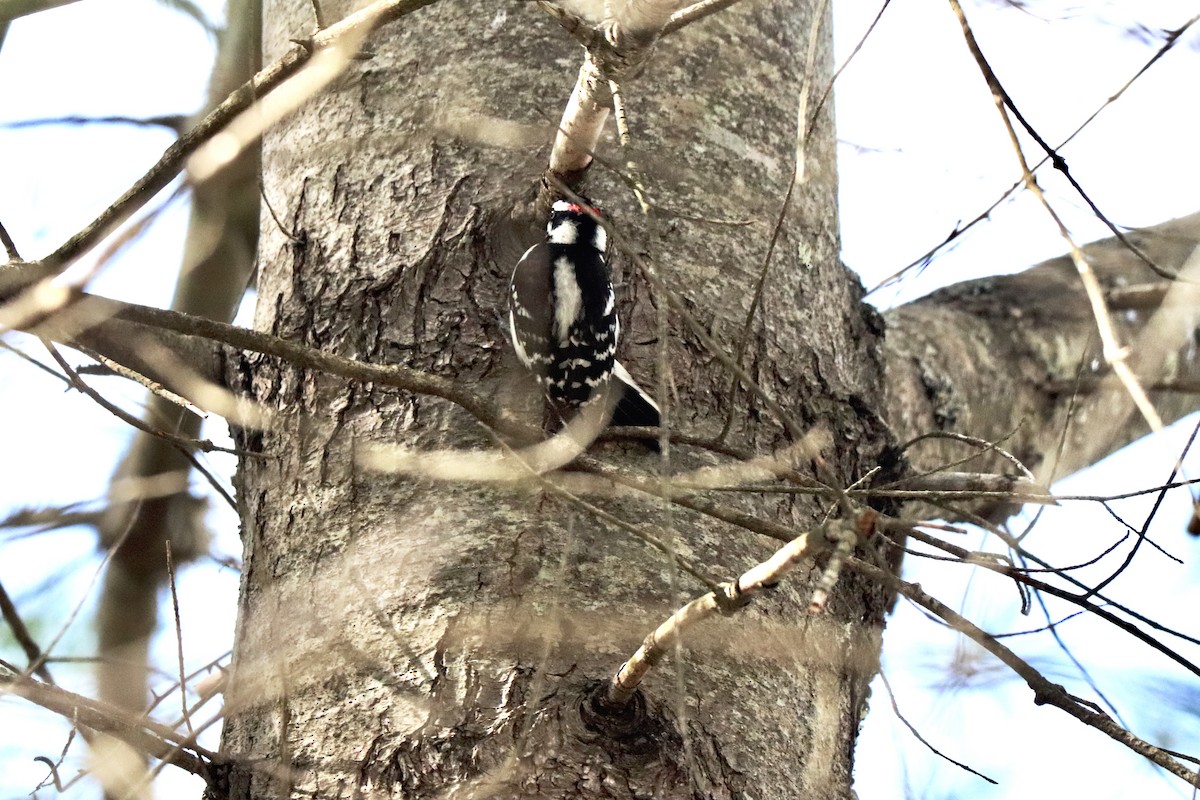 Downy Woodpecker (Eastern) - ML618444136