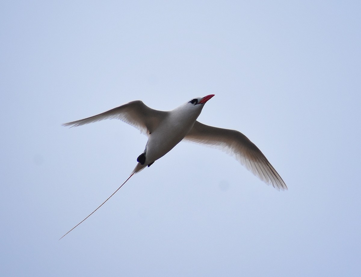 Red-tailed Tropicbird - ML618444141