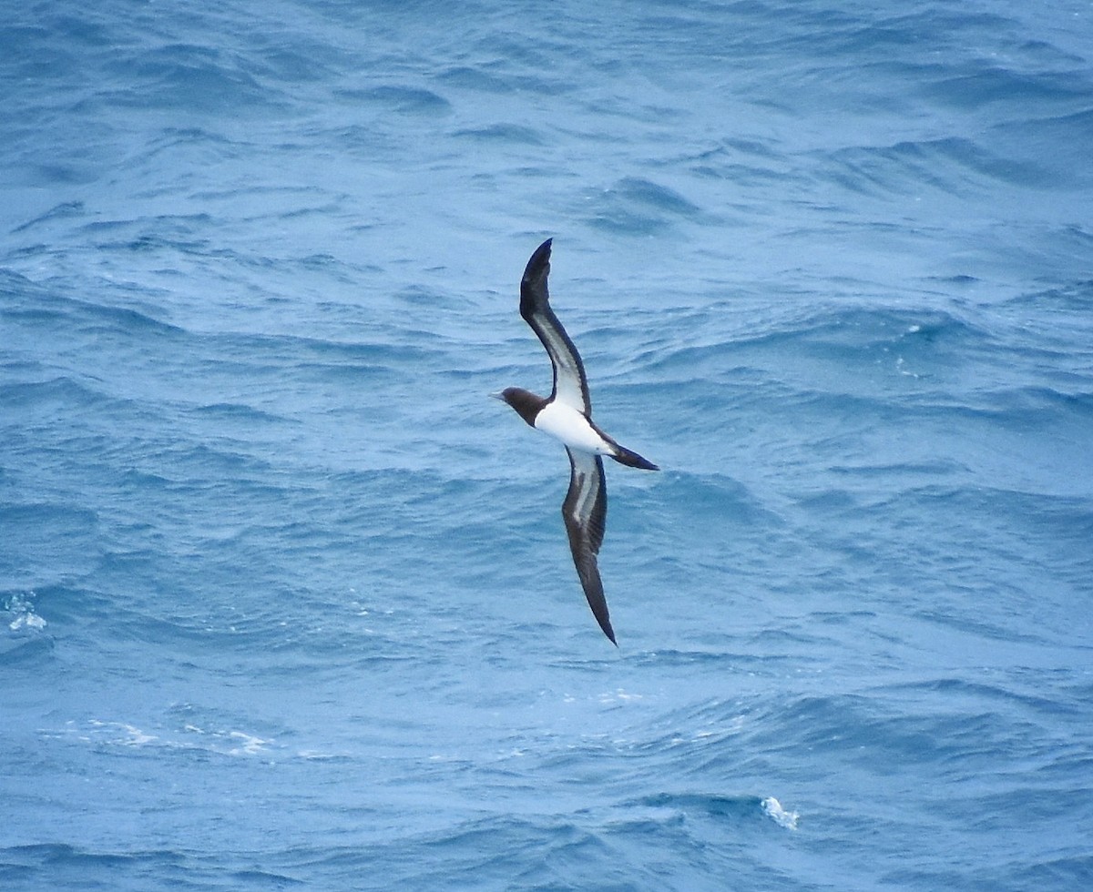 Brown Booby - ML618444151