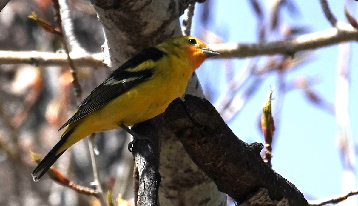 Western Tanager - ML618444155
