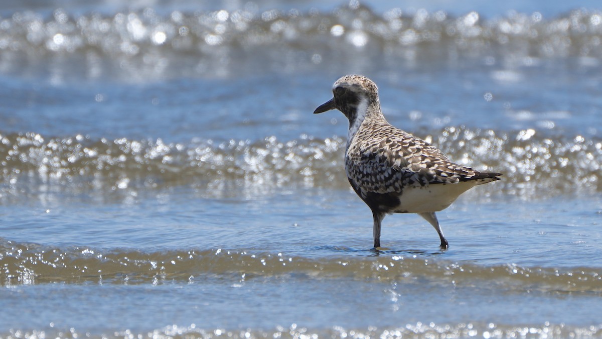 Black-bellied Plover - Tuly  Datena