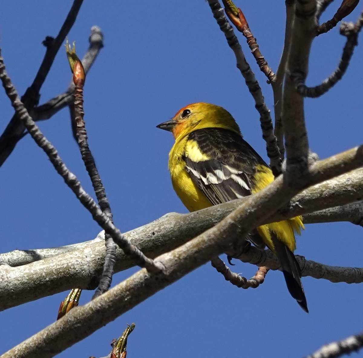 Western Tanager - ML618444161