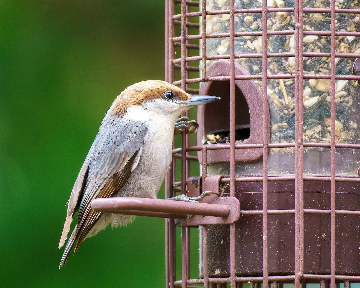 Brown-headed Nuthatch - ML618444162