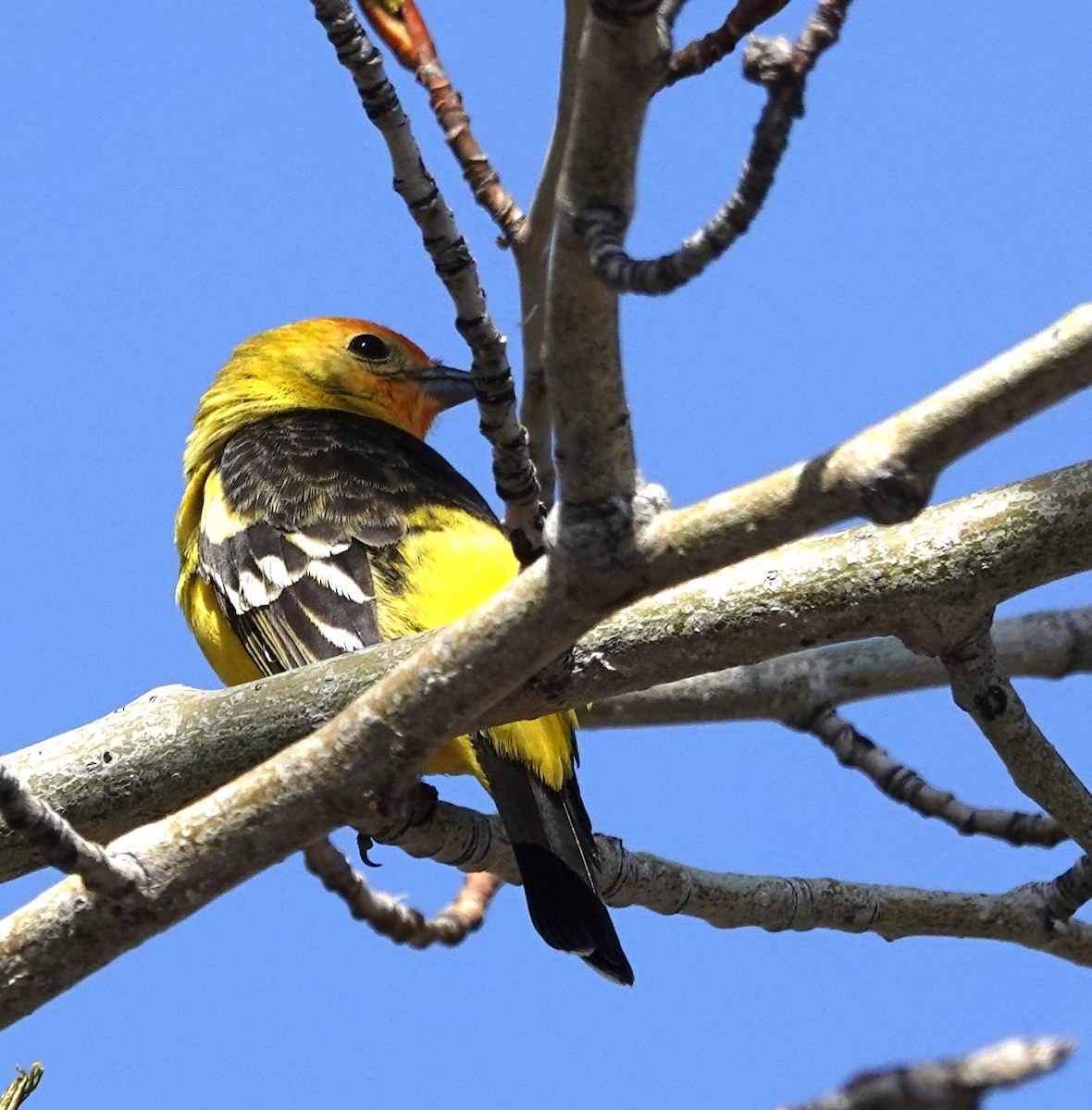 Western Tanager - ML618444167