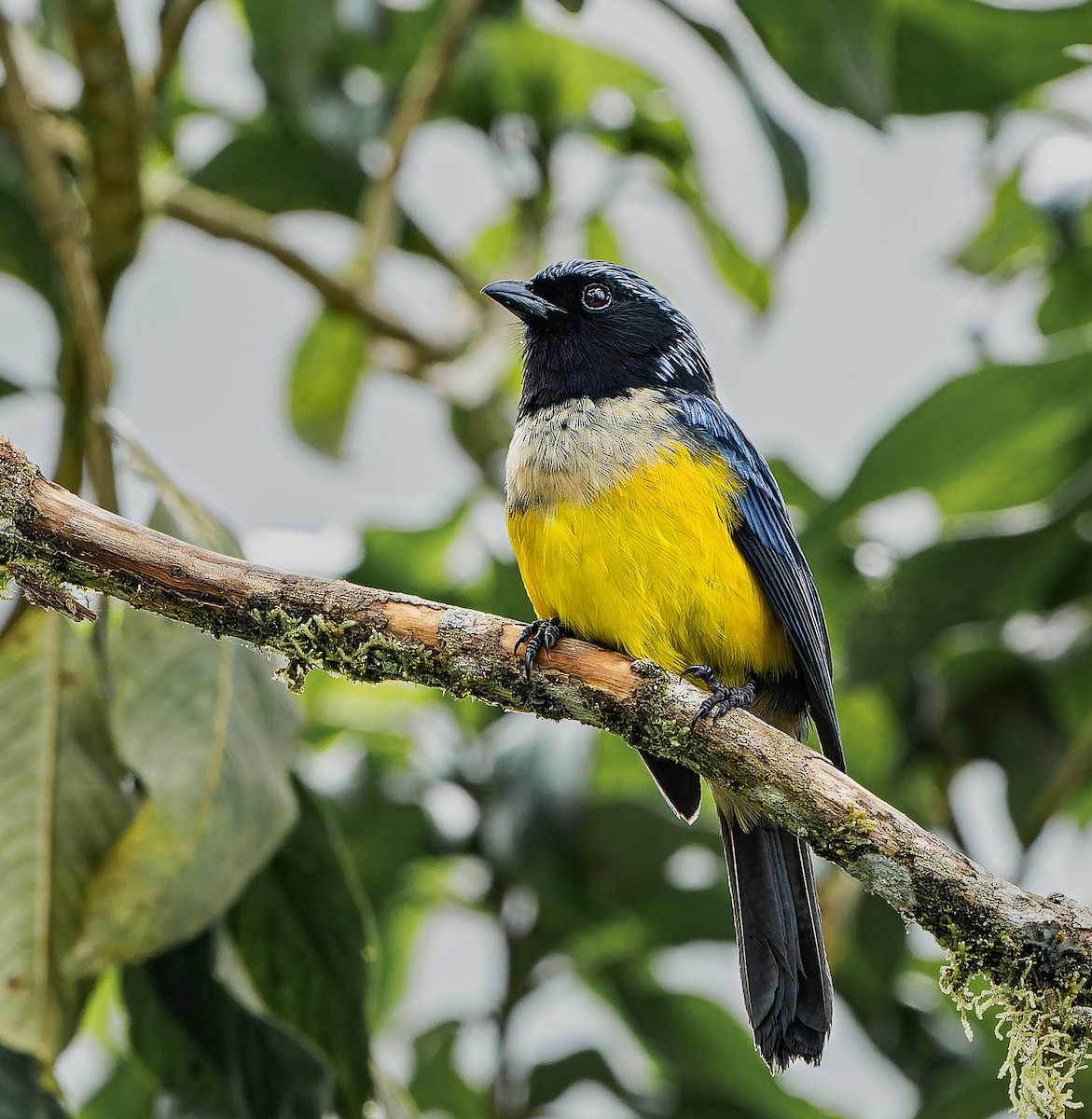 Buff-breasted Mountain Tanager - ML618444179