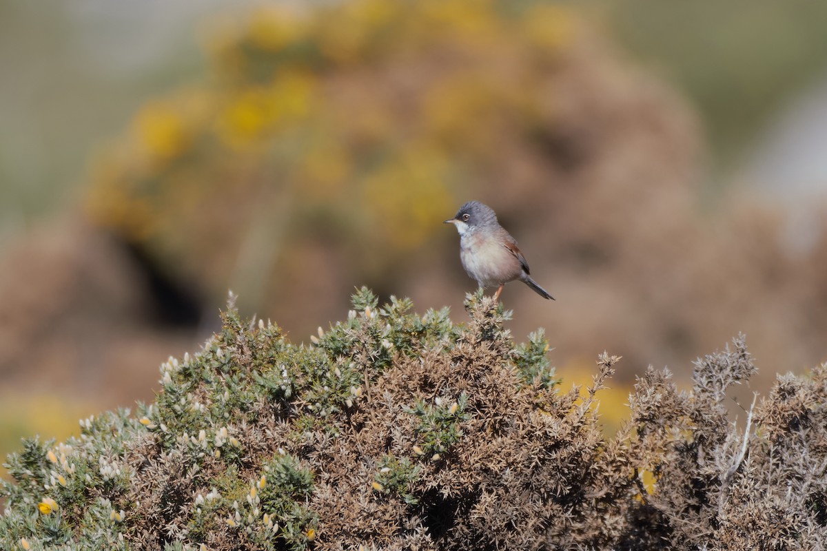 Spectacled Warbler - ML618444191